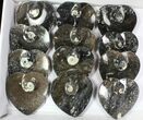 Lot:  Goniatite Fossil Heart Dishes - Pieces #77757-2